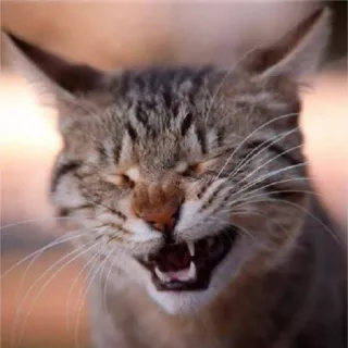 😸 85f47e51 Katze, Tier, Haustier, Katzenartig, Lustig, Meme telegram sticker