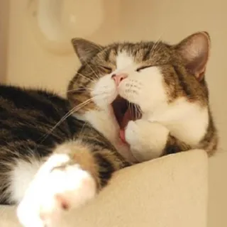 🥱 87b73b0a Katze, Gähnen, Haustier, Katzenartig, Haustier, Süß, Säugetier telegram sticker