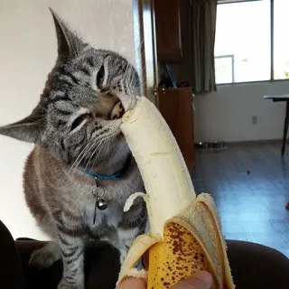 🍌 98279603 Katze, Banane, Tier, Haustier, Frucht, Essen, Hauskatze telegram sticker