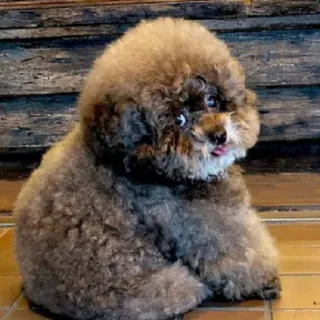 Animals emotions telegram stickers