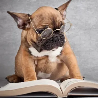 🤓 9e873b85 Hund, Welpe, Brille, Lesen, Buch, Tier, süß telegram sticker
