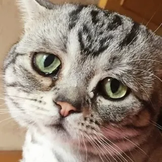 🥺 b4e4b4bf Katze, süß, Haustier, Tier, Katzenartig, häuslich, Säugetier telegram sticker