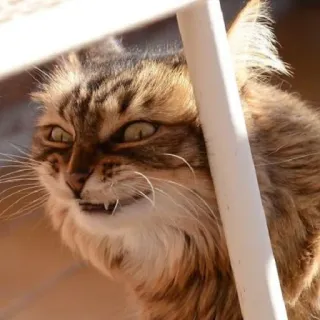 😁 cf08d086 Katze, Tier, wütend, Katzenartig, Haustier, häuslich telegram sticker