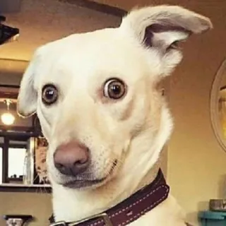 🤨 d4193502 Hund, Tier, Porträt, Haustier, Halsband, lustig, Meme telegram sticker