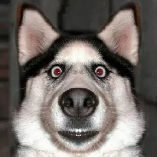 😟 d64a17e8 Hund, Husky, Tier, Meme, Lustig, Gruselig telegram sticker