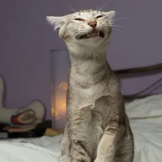 😄 e29065a4 Katze, lustig, Haustier, Tier, Säugetier telegram sticker