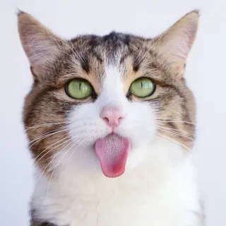 😛 e9729906 Katze, Tier, Haustier, Zunge, lustig, süß, albern telegram sticker