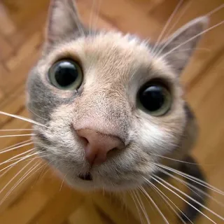 🐱 f7e00e59 Katze, Haustier, Tier, süß, Katzenartig, Hauskatze telegram sticker