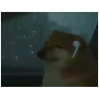 ๐ง 09ba9872 Doge dog, cheems, doge, meme, airpods, music, vibing telegram sticker