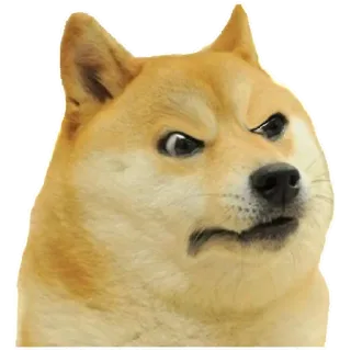 ๐ 868ddb03 Doge meme, dog, angry, funny, internet telegram sticker