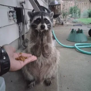 😍 0bce96b0 แรคคูน, สัตว์, ขอ, น่ารัก, สัตว์ป่า, อาหาร, สัตว์เลี้ยง telegram sticker