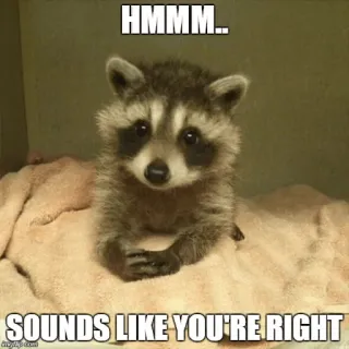 🤔 0de32469 HMMM.. SOUNDS LIKE YOU'RE RIGHT แรคคูน, มีม, น่ารัก, ตลก, สัตว์, คิด telegram sticker