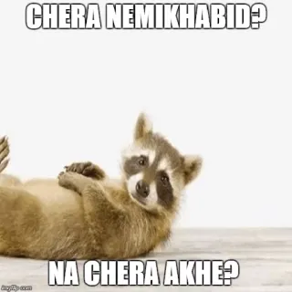😤 1c3a26d9 CHERA NEMIKHABID?
NA CHERA AKHE? แรคคูน, สัตว์, มีม, คำถาม telegram sticker