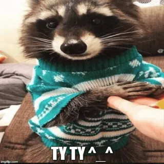 ❤ 487f1cb5 TY TY ^_^ แรคคูน, สัตว์, เสื้อกันหนาว, น่ารัก, มีม telegram sticker