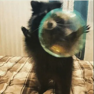 My Evil Raccoon 😎🐾 telegram stickers