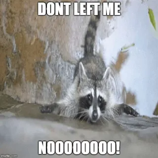 😥 808e518e DONT LEFT ME
NOOOOOOOOO! แรคคูน, สัตว์, มีม, ตลก, ทุกข์ telegram sticker