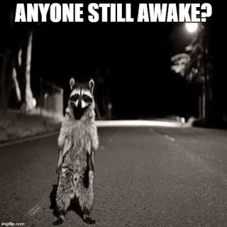 👻 a6546dd3 ANYONE STILL AWAKE? แรคคูน, กลางคืน, ถนน, สัตว์, มีม, ตลก telegram sticker