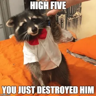 👌 cfa47cde HIGH FIVE
YOU JUST DESTROYED HIM แรคคูน, แปะมือ, สัตว์, น่ารัก, ตลก, มีม telegram sticker