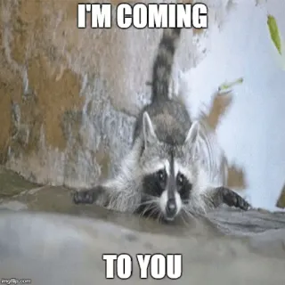 🙌 d9c332f9 I'M COMING
TO YOU แรคคูน, มีม, สัตว์, ตลก telegram sticker