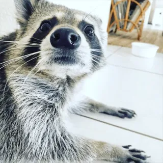 😦 f8e96a2b แรคคูน, สัตว์, น่ารัก, สัตว์เลี้ยงลูกด้วยนม, สัตว์ป่า telegram sticker