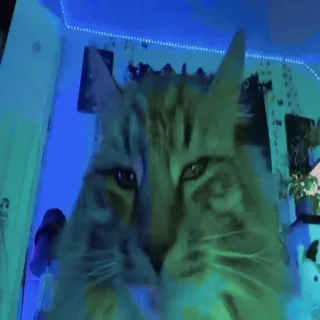 🐈 63aba7e0 แมว, สัตว์เลี้ยง, สัตว์, น่ารัก, เลี้ยงในบ้าน telegram sticker