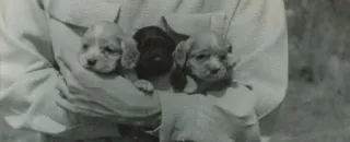 🌟 1d3e42a4 강아지, 개, 귀여운, 동물 telegram sticker