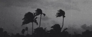 ▪️ 434abef1 폭풍, 날씨, 나무, 바람, 흑백, 자연 telegram sticker