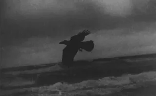 🖇 5553b05e 새, 까마귀, 바다, 바다, 폭풍, 흑백, 밤 telegram sticker