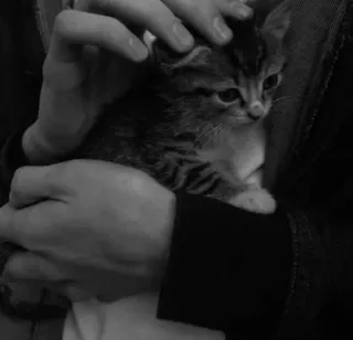 🌟 663282a3 고양이, 새끼 고양이, 동물, 애완동물, 귀여운, 얼룩 고양이, 집고양이, 포유류 telegram sticker