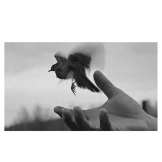 ✉️ 89e77d88 새, 손, 비행, 자연, 자유, 흑백 telegram sticker