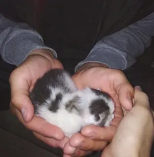 🌟 8d690dc2 새끼 고양이, 고양이, 동물, 애완 동물, 귀여운, 손, 잡고 있는 telegram sticker