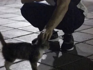 🌟 d5caf4a4 고양이, 애완동물, 새끼 고양이, 동물, 고양이과, 반려동물 telegram sticker