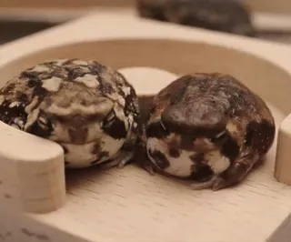 🤧 0cbc4845 Frösche, Amphibien, Tiere, Wildtiere, Natur telegram sticker