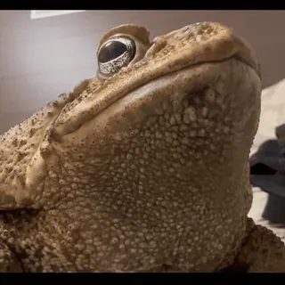 😐 313e2032 Kröte, Amphibie, Tier, Wildtier, Natur telegram sticker