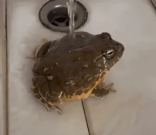 💦 35787e5f Frosch, Wasser, Tier, Amphibie, Spüle telegram sticker