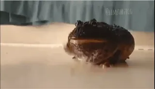 👋 593961bf Frosch, Tier, Kröte, Wildtier, Natur telegram sticker