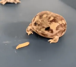 🍗 8132f625 Gecko, Leopardgecko, Haustier, Tier, Reptil, Eidechse telegram sticker