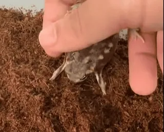 😏 842fb10b Frosch, Tier, Natur, Wildtier telegram sticker