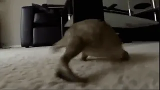 🏃‍♀ 8bb466cb Hund, Tier, Haustier, Teppich, Innenbereich telegram sticker