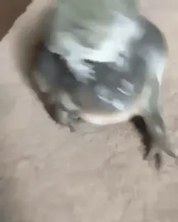 🏃‍♂ bb13dead Frosch, Tier, Amphibie, Natur telegram sticker