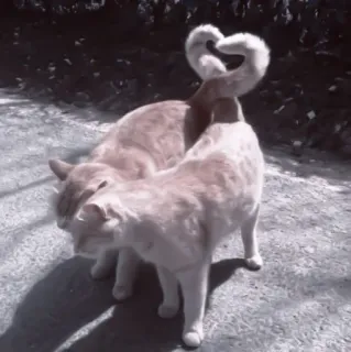 🥠 0746e367 gatos, animales, amor, corazón, amistad, lindo, animales domésticos telegram sticker