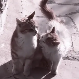 🥠 2ad3ecf5 gatos, animales, mascotas, gatitos, felinos, animales domésticos telegram sticker