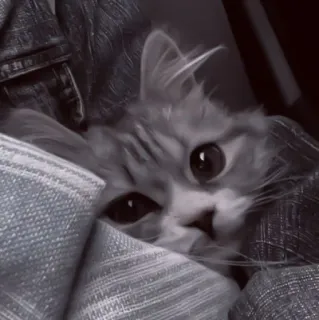 🥠 3b5efee9 gato, lindo, animal, gato doméstico, gatito, mascota, mamífero, felino telegram sticker