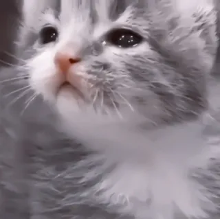 🥠 446ccc2e gatito, gato, mascota, animal, lindo, animal doméstico, felino telegram sticker