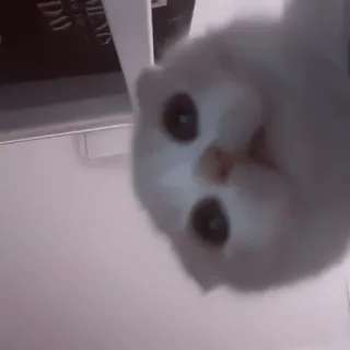 🥠 5267ddfb gato, gato blanco, lindo, animal telegram sticker