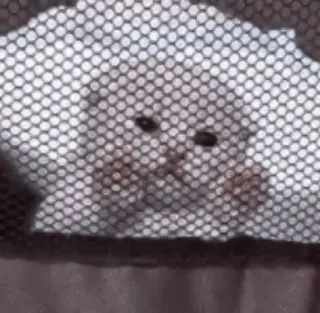 🥠 653cf95f perro, mascota, animal, cachorro telegram sticker