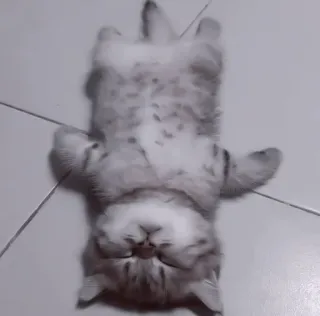 🥠 7467bde1 gato, animal, mascota, durmiendo, relajado telegram sticker