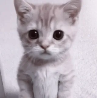 🥠 7a334697 gato, gatito, lindo, mascota, animal, mamífero telegram sticker