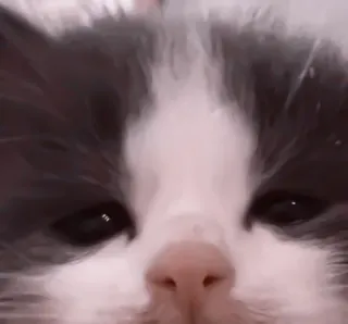 🥠 adb1c55f gato, animal, lindo, mascota, gatito, felino telegram sticker