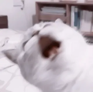 🥠 b227cdde gato, borroso, mascota telegram sticker